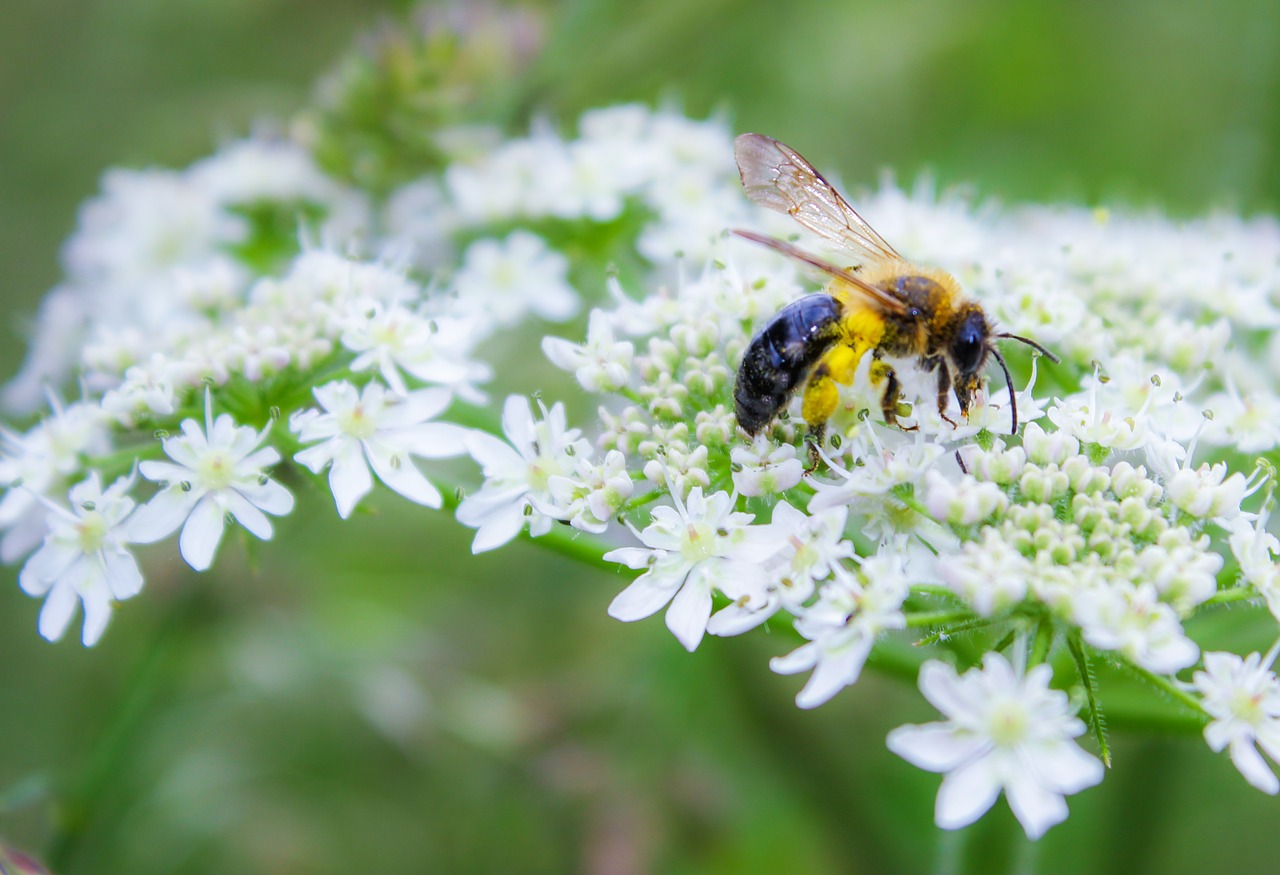 bee insect flower free photo