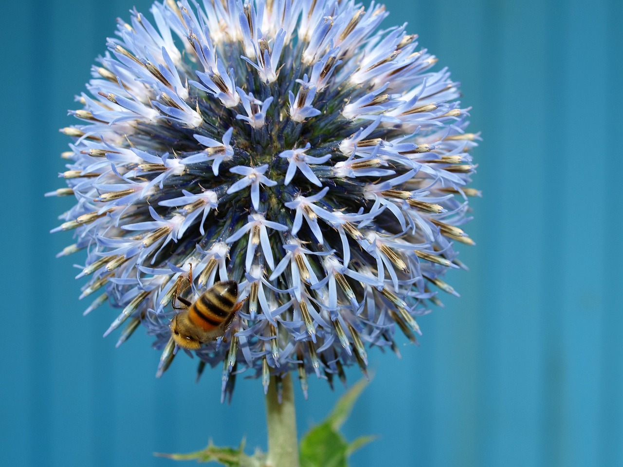 bee insect flower free photo