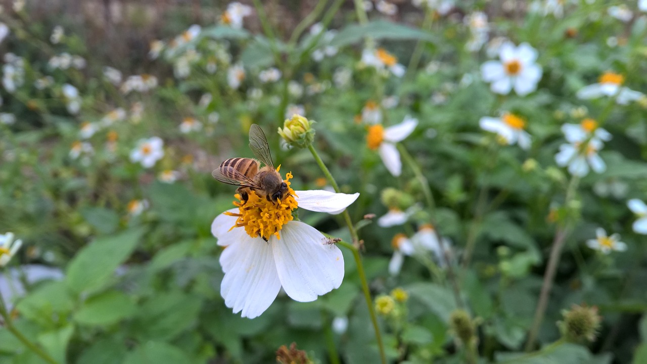 bee flowers grass free photo