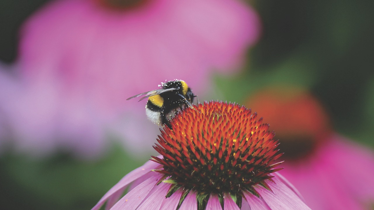 bee insect macro free photo