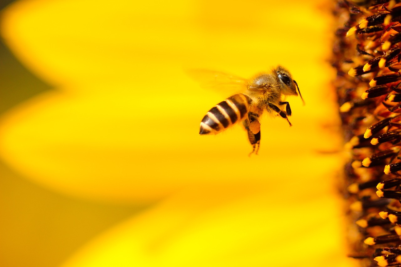 bee yellow wings free photo