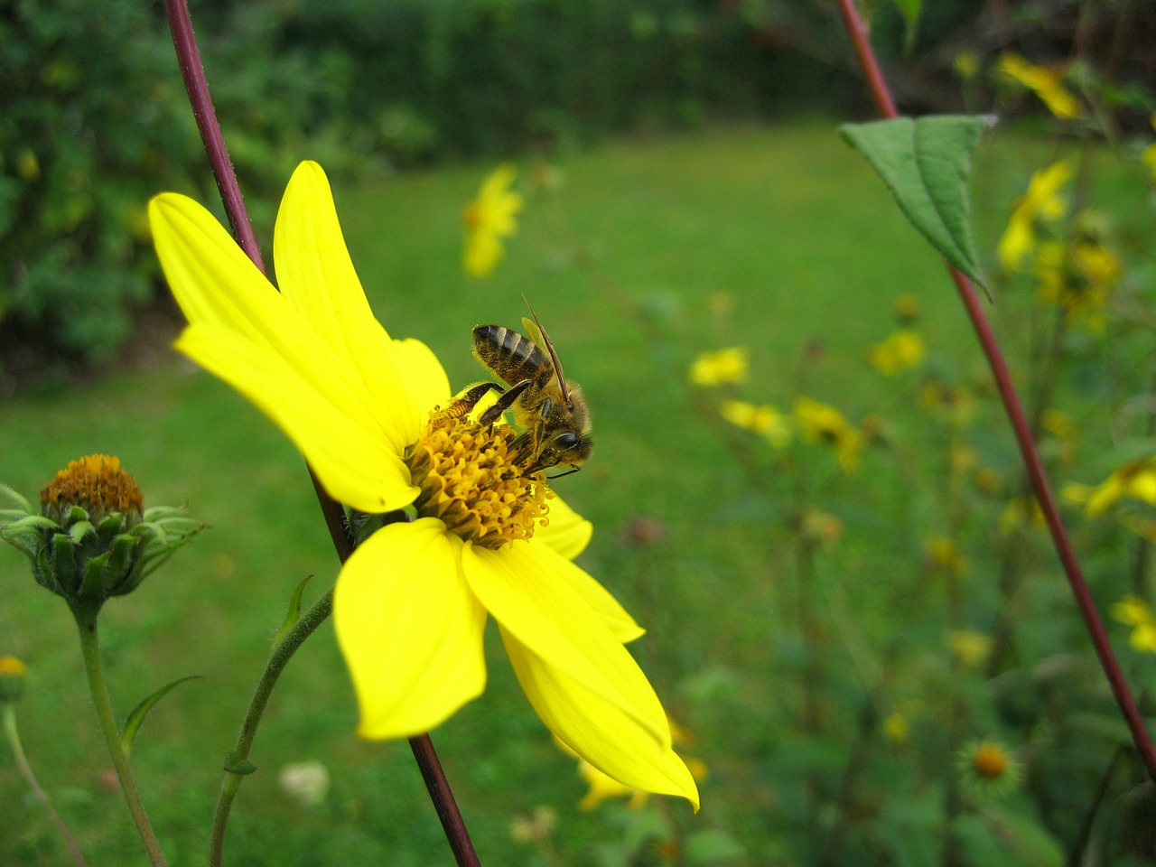 bee insect blossom free photo