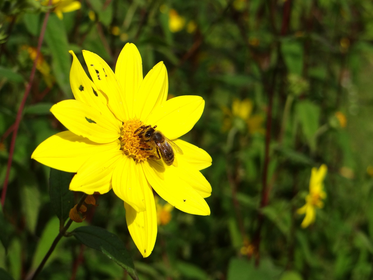 bee insect blossom free photo