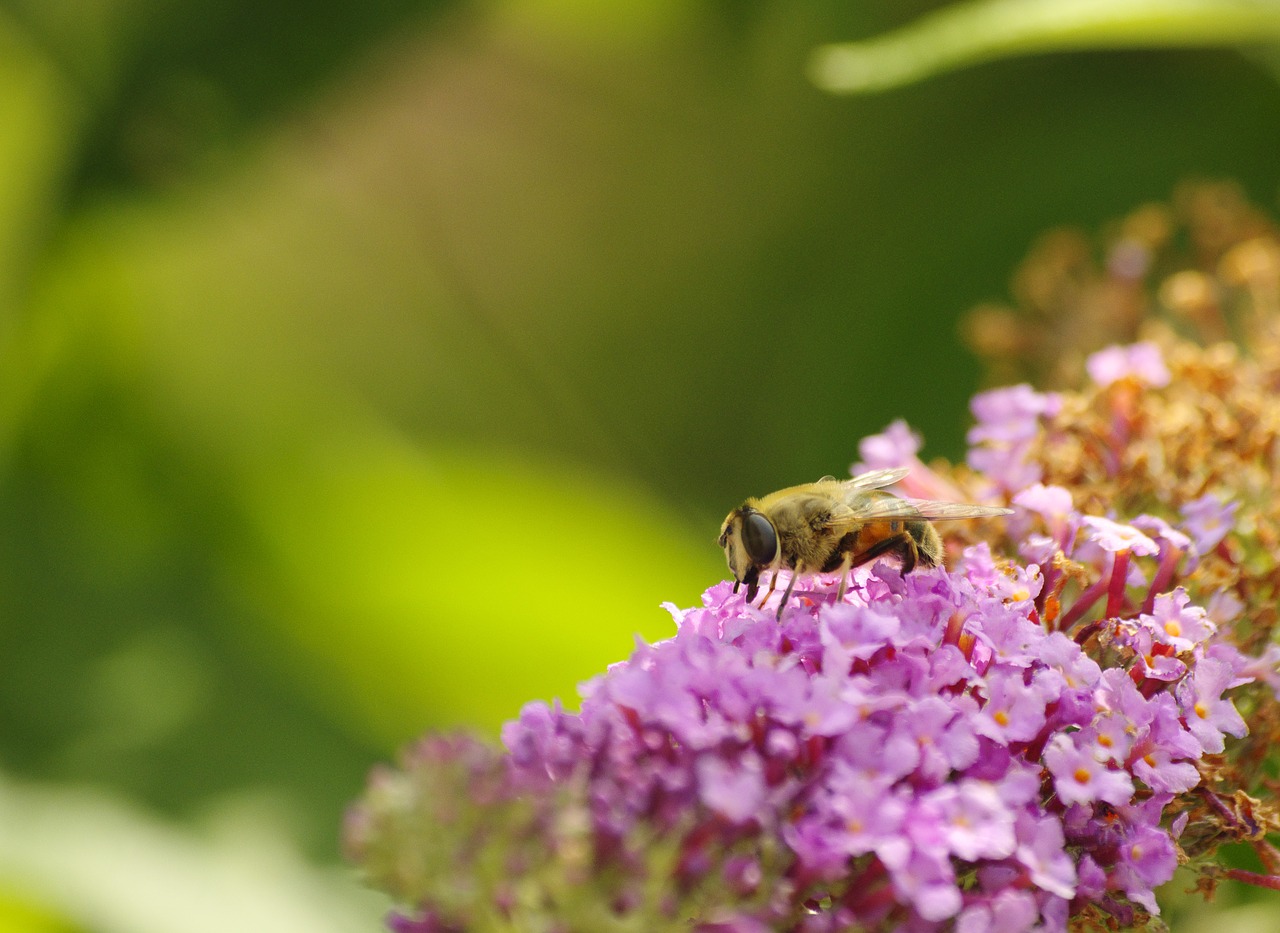 bee close lilac free photo