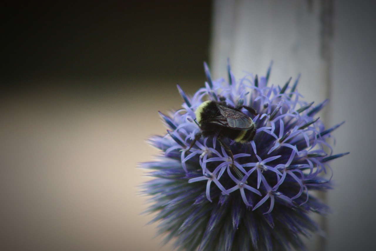 bee flower nature free photo