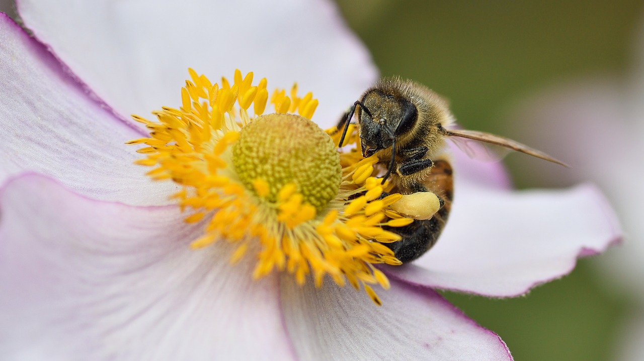 bee flower forage free photo