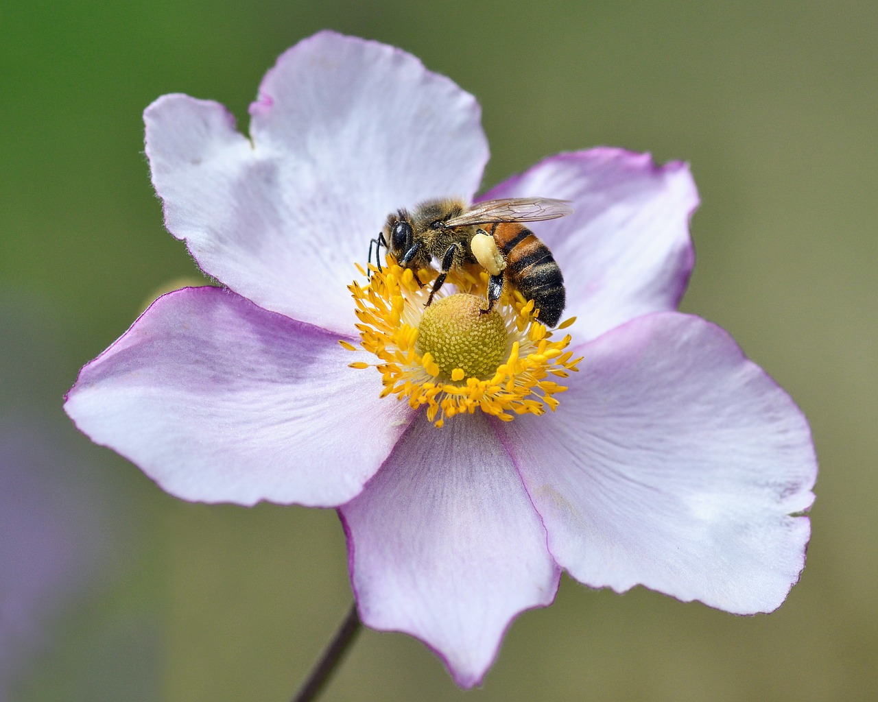 bee flower forage free photo