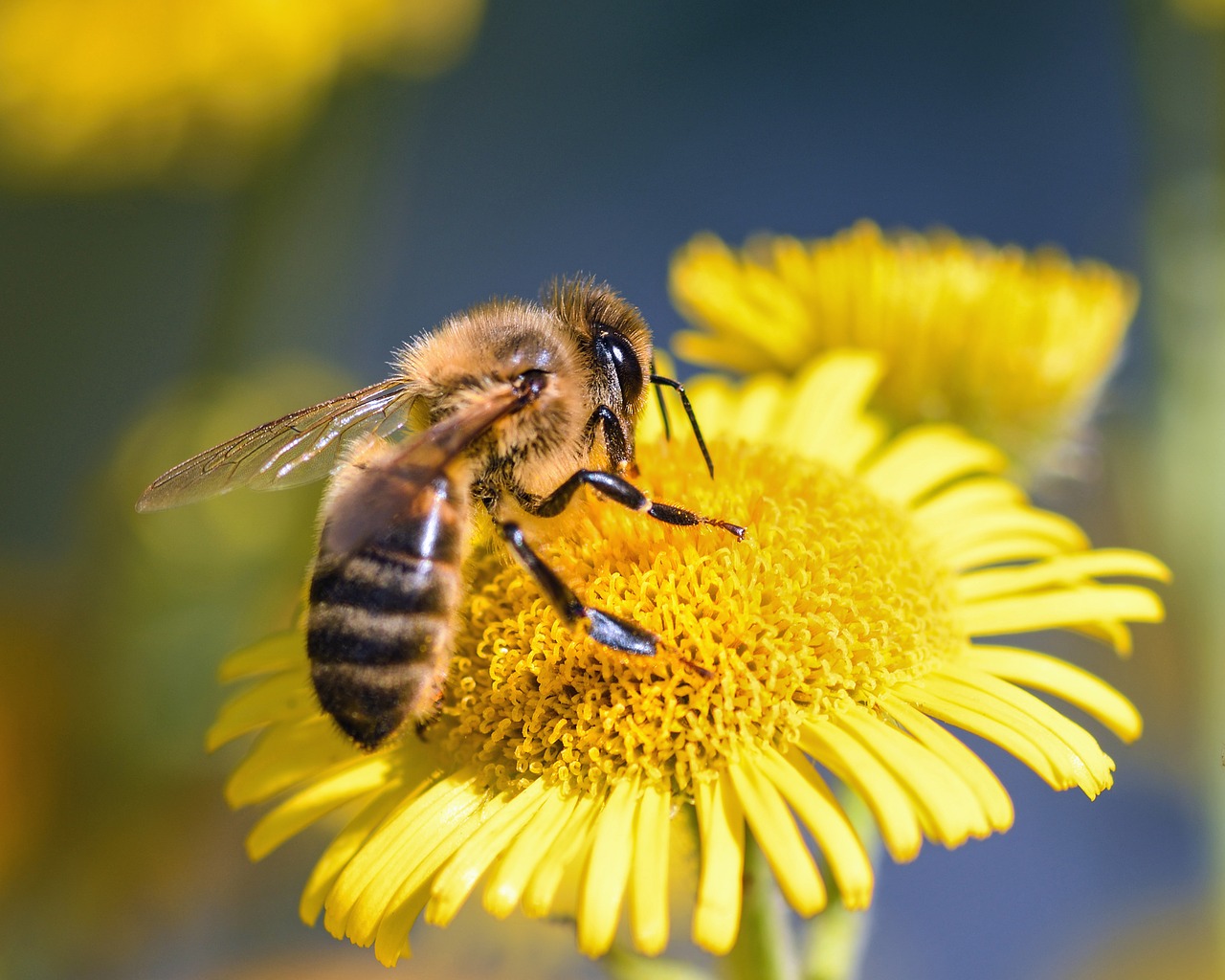 bee flower forage free photo