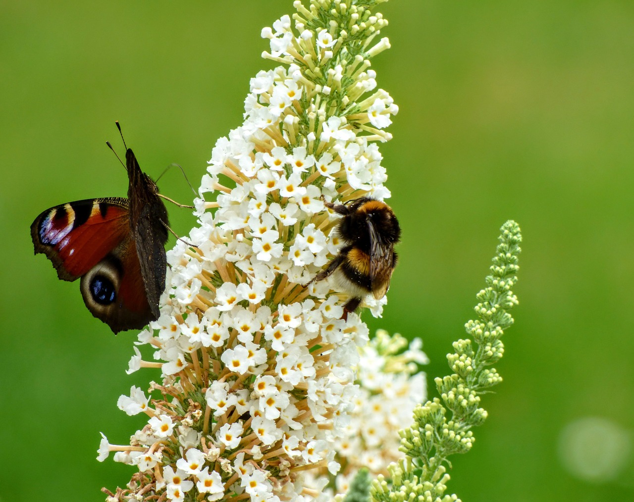 bee butterfly nature free photo