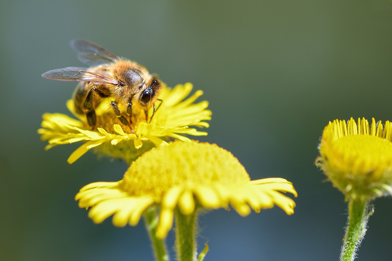 bee forage flower free photo