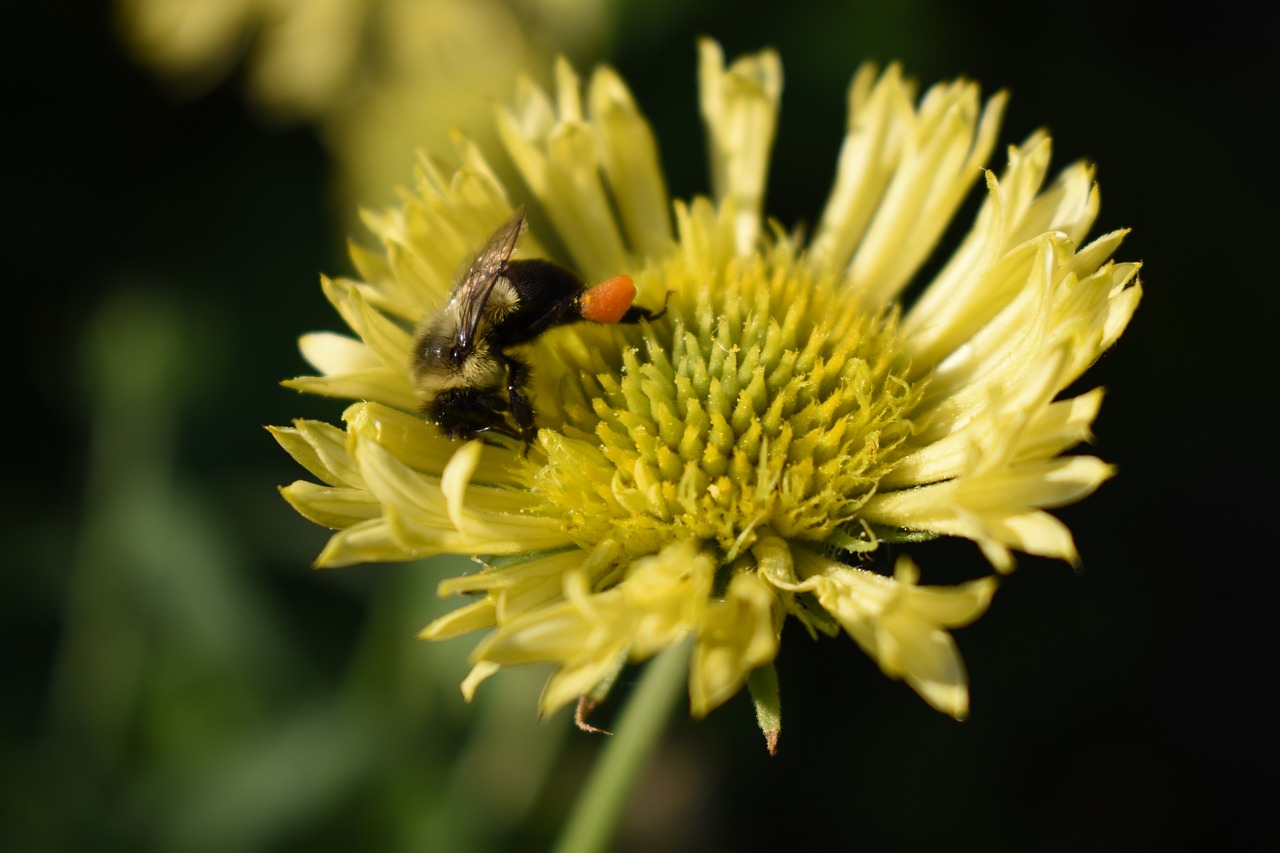 bee bumble bee yellow flower free photo