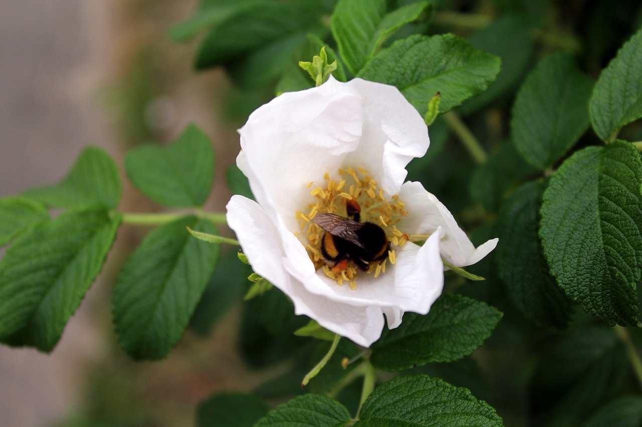 bee flower pollen free photo