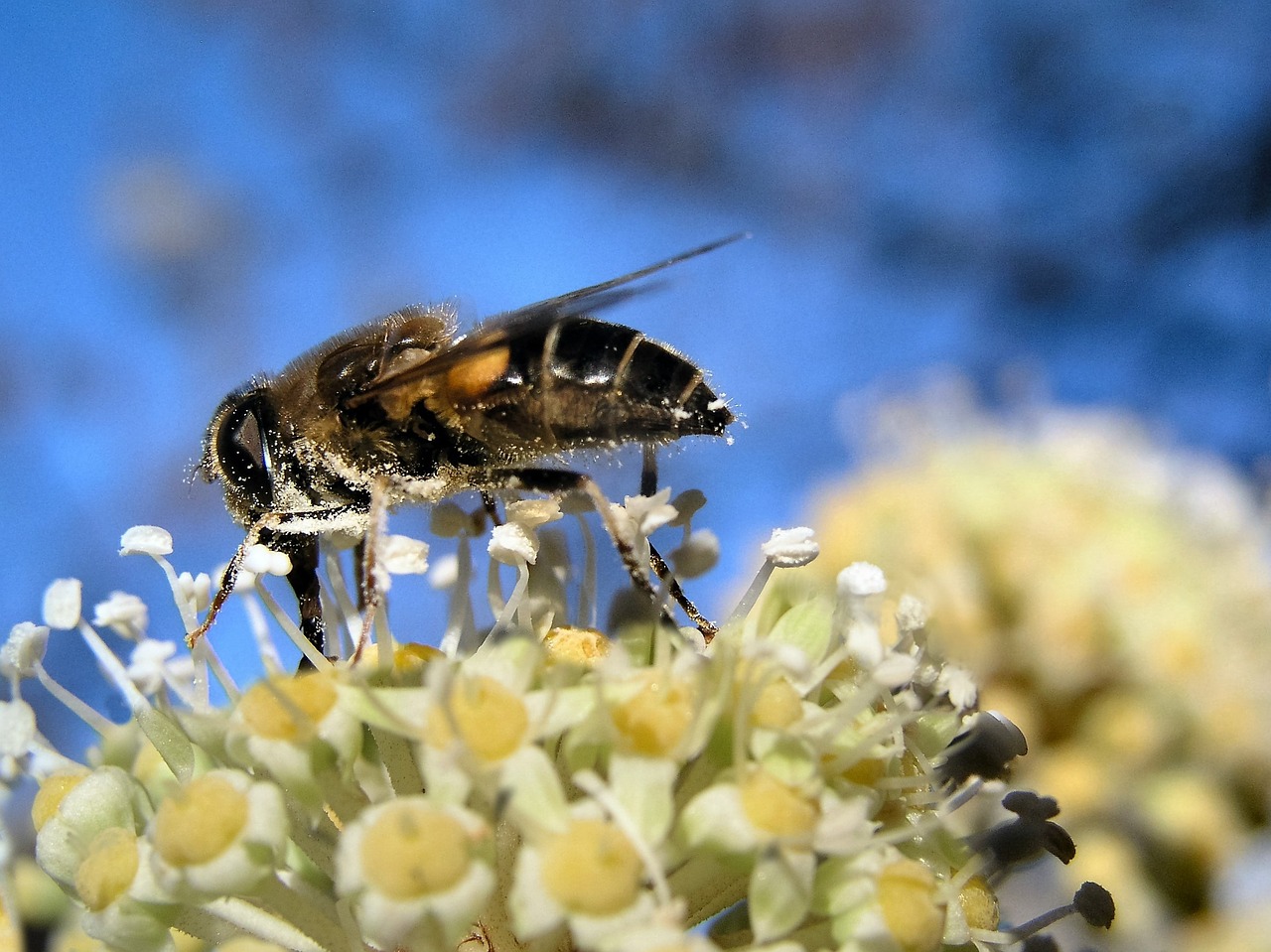 bee insect pollen free photo