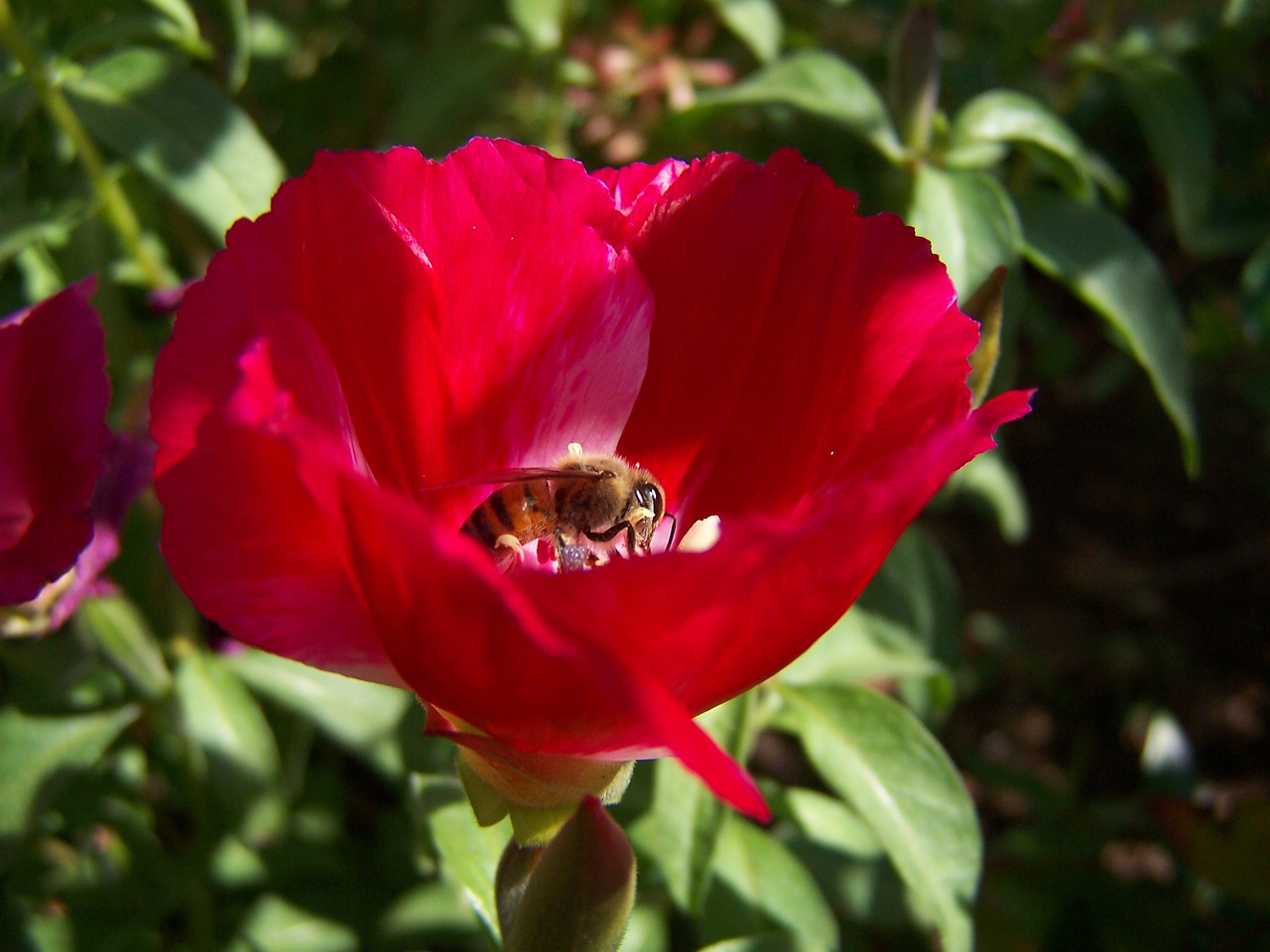 bee in the nectar free photo