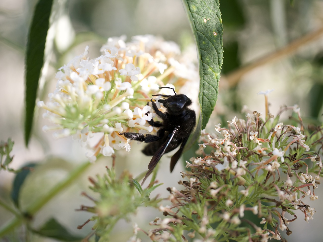 bee xylocopa violacea honey free photo