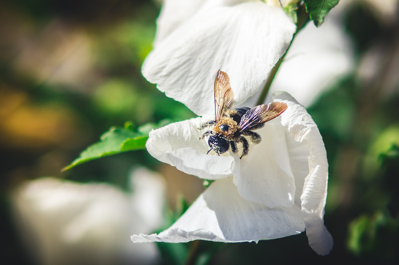 bee insect flowers free photo