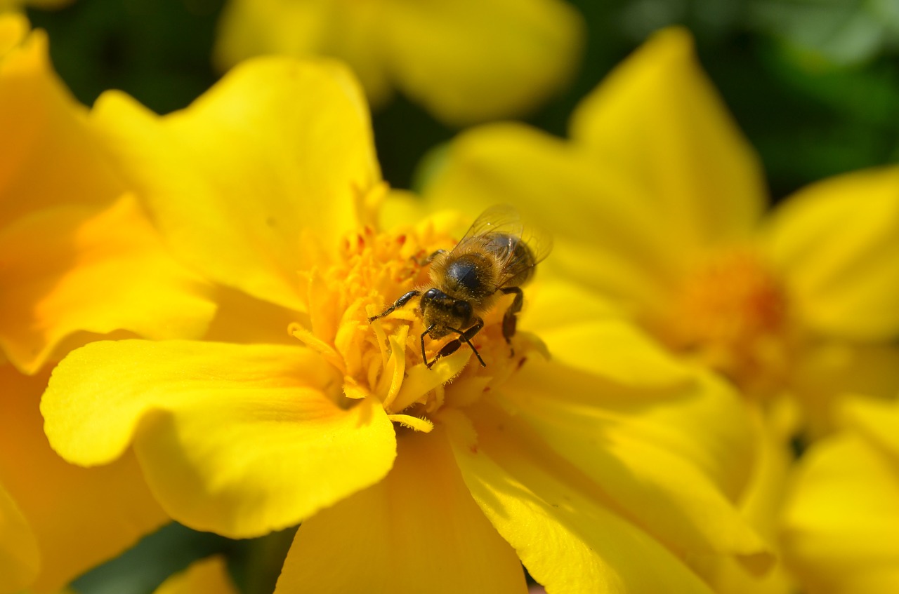 bee flower yellow free photo