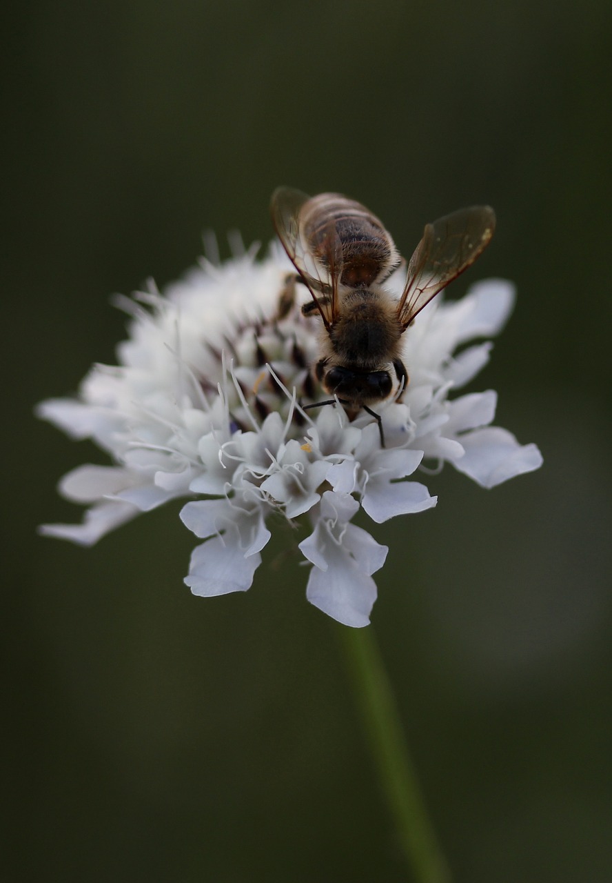 bee flower insecta free photo
