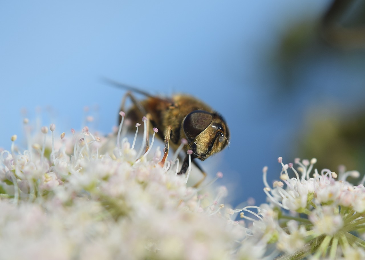 bee flower blossom free photo