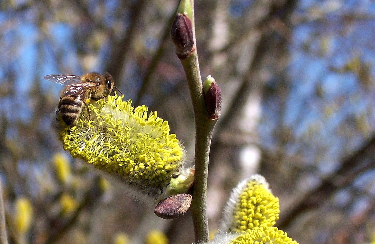 bee hazelnut blossom free photo