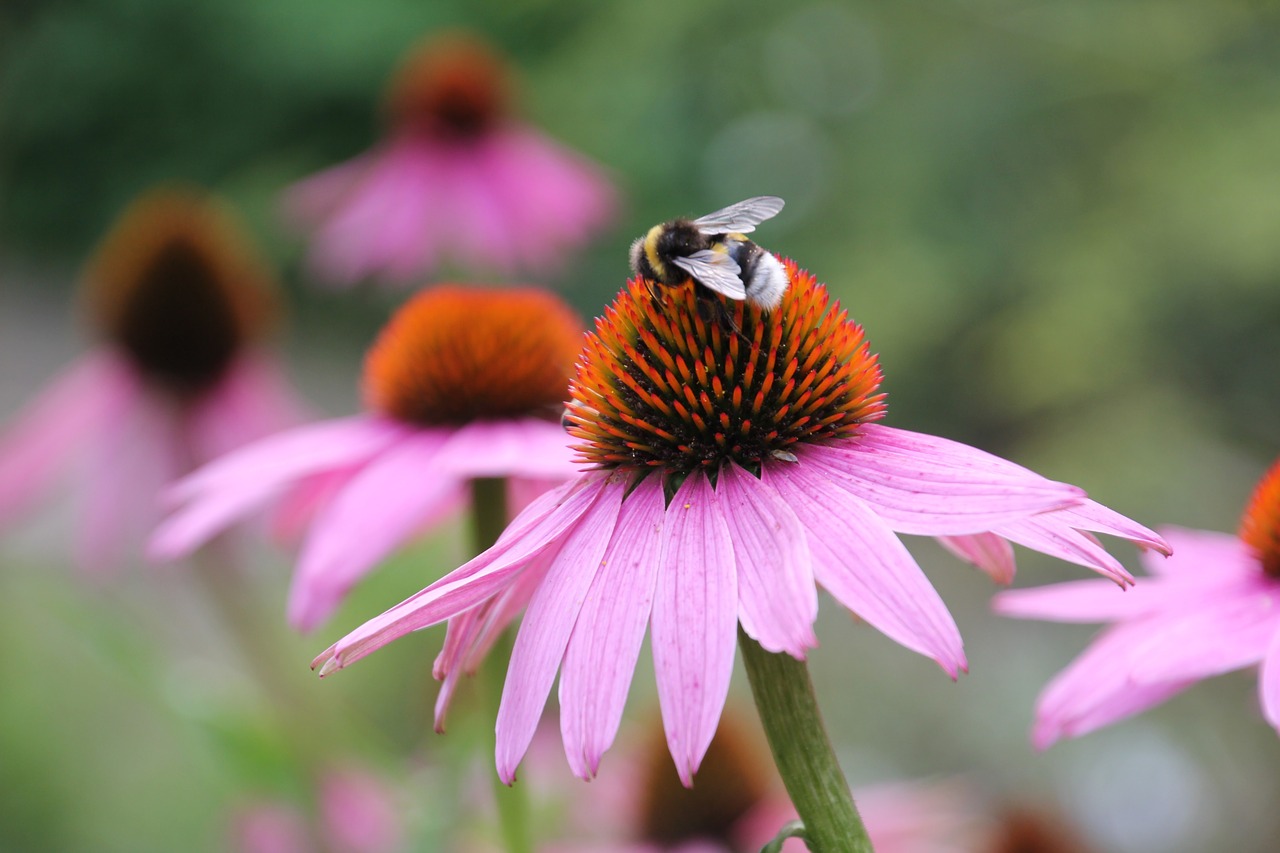 bee pollination honey free photo