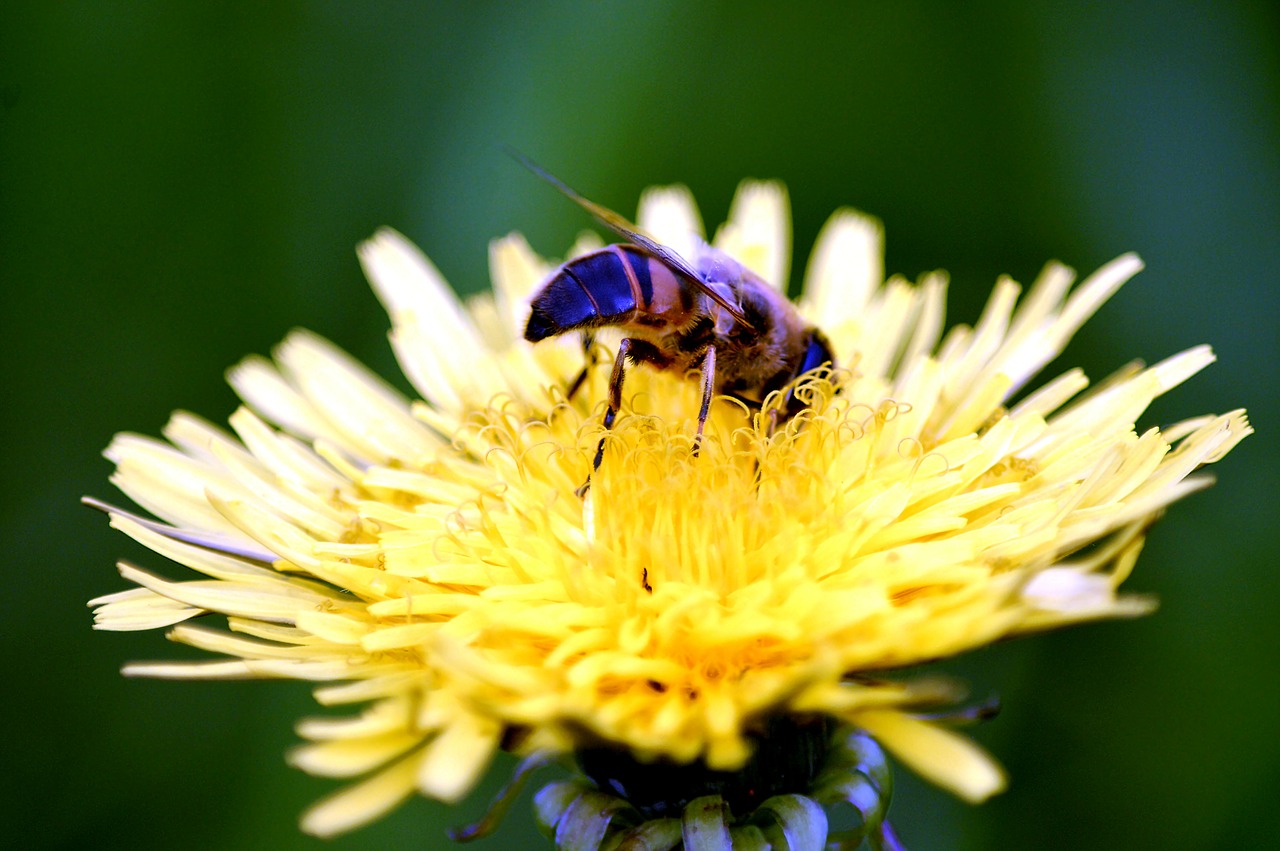 bee blossom bloom free photo