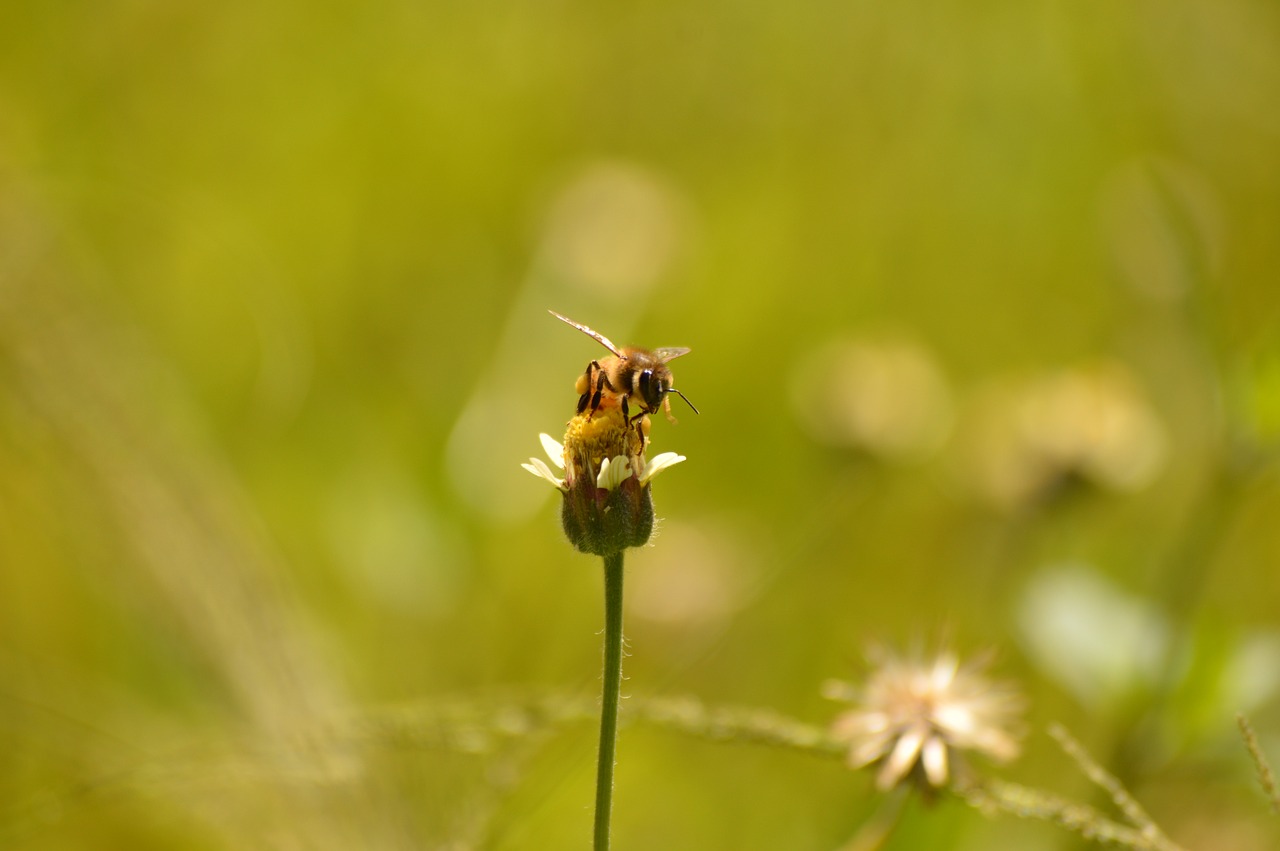 bee flower green free photo