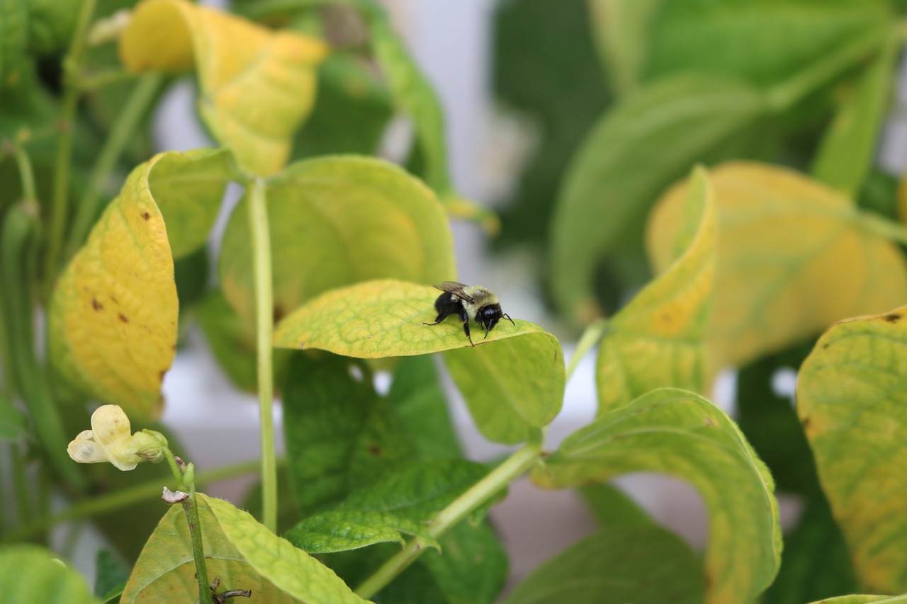 bee leaf leaves free photo