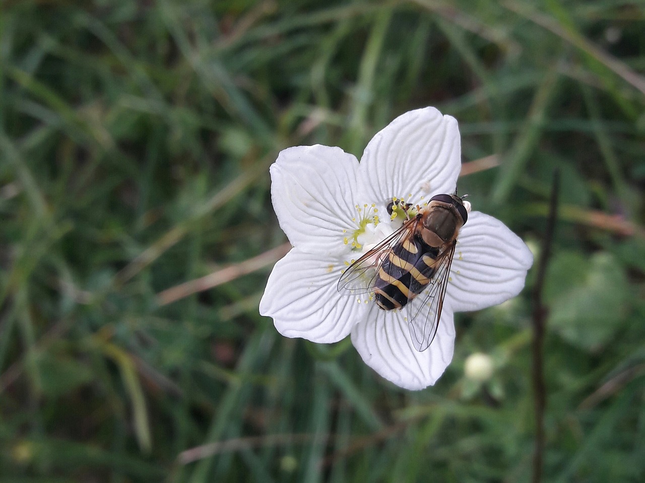 bee flower grass free photo