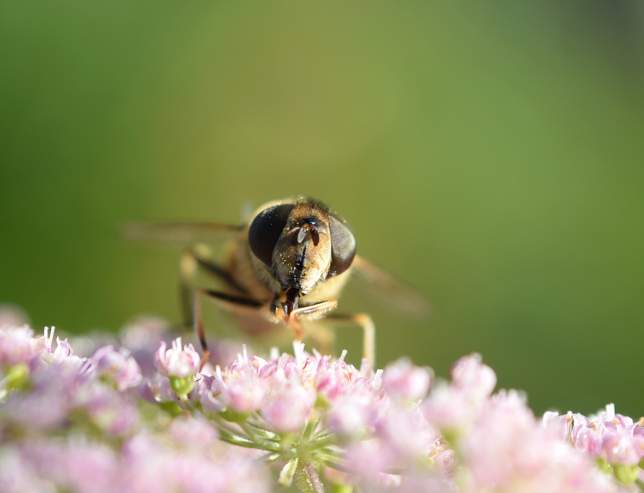 bee macro close free photo