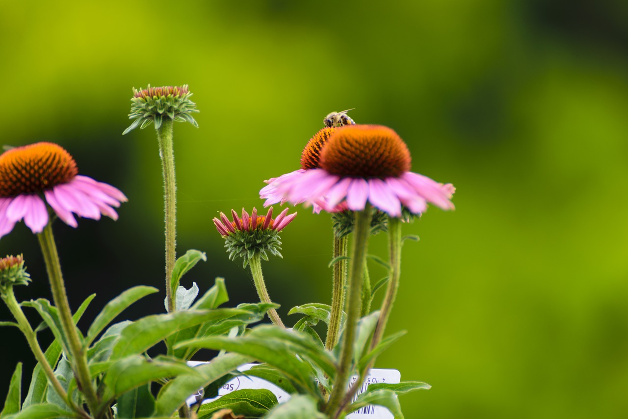 bee sun hats flower free photo