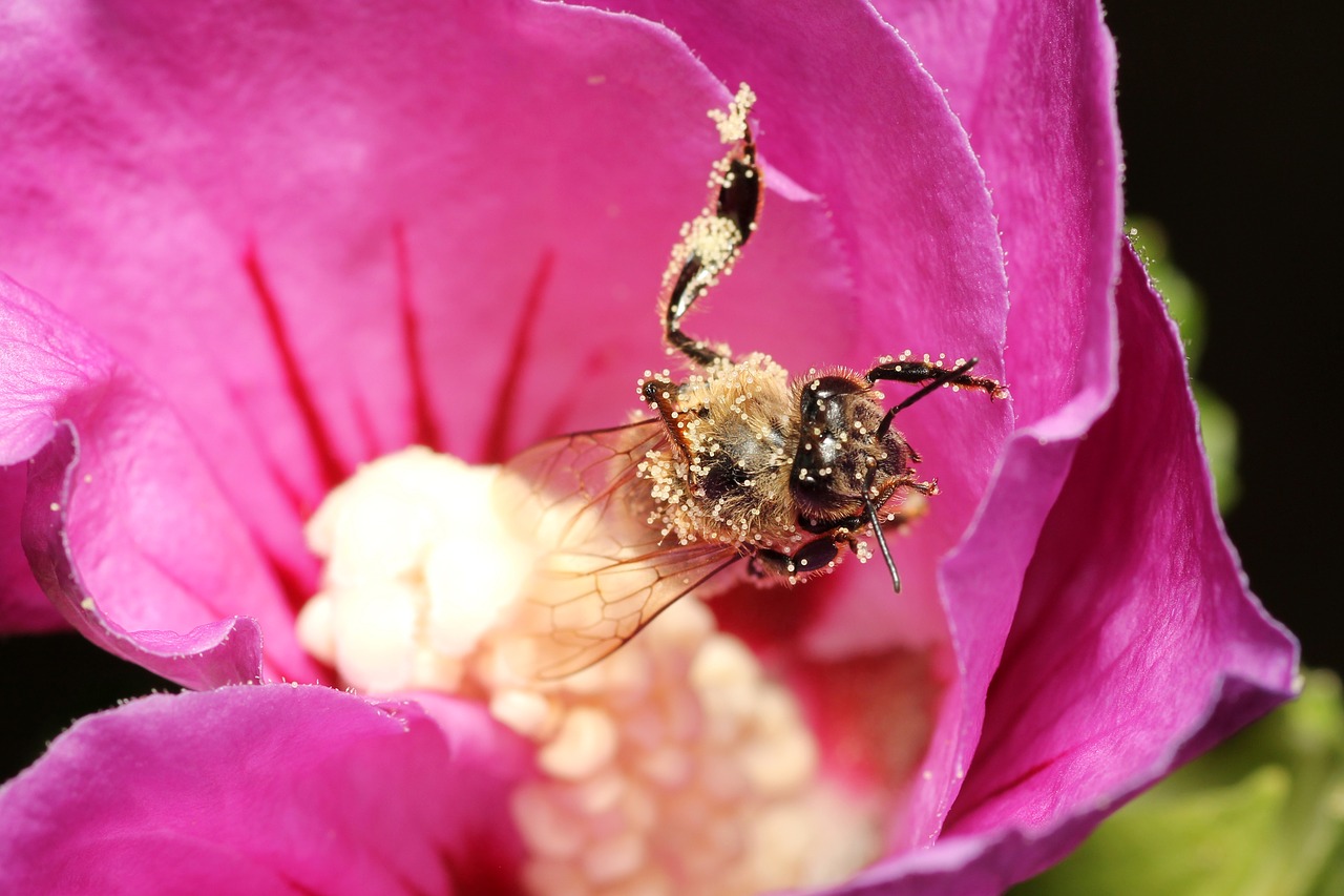 bee pollen insect free photo