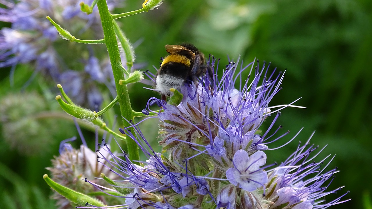 bee honey nature free photo