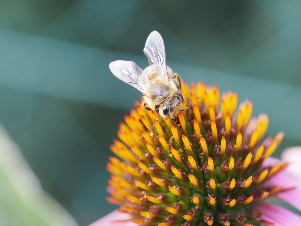 bee blossom bloom free photo