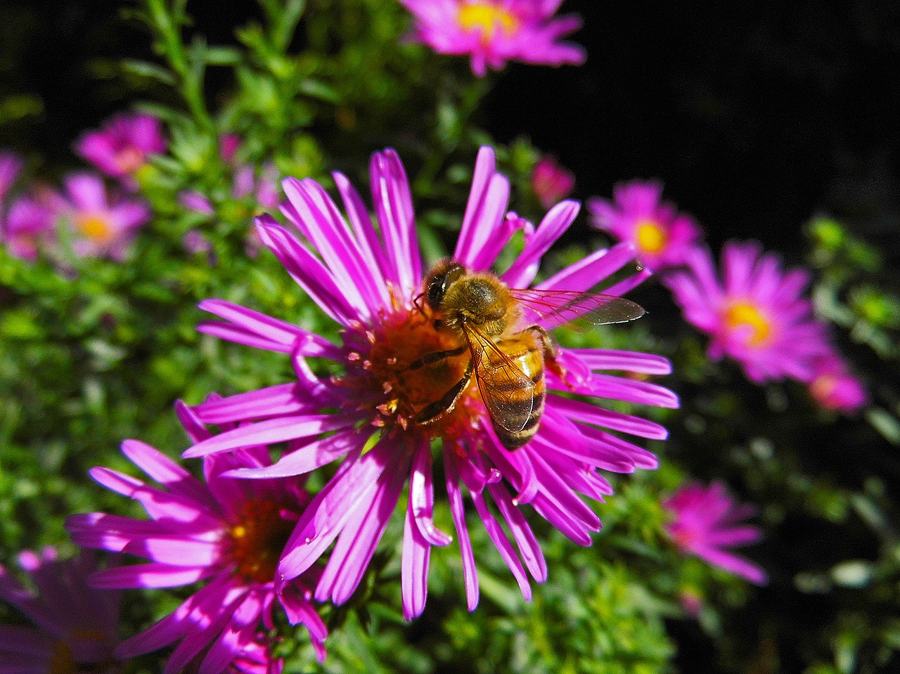 bee herbstaster flower free photo
