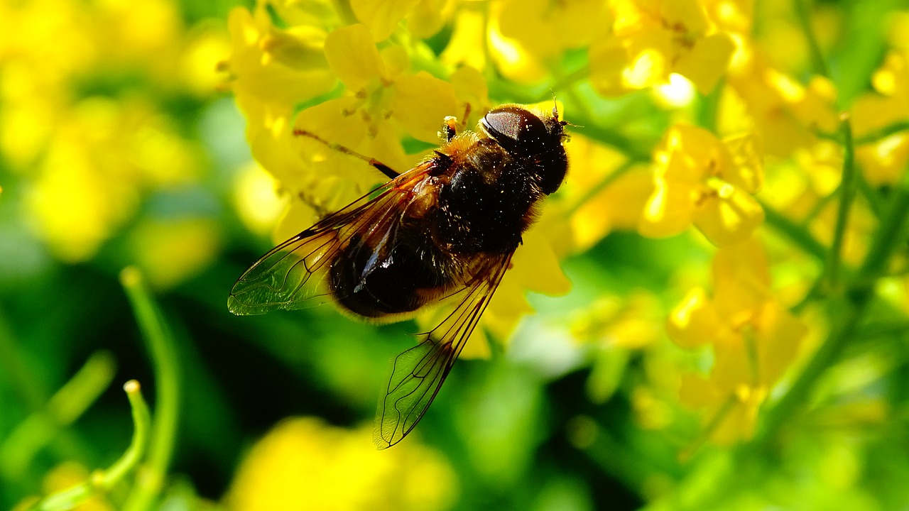 bee flowers honey free photo