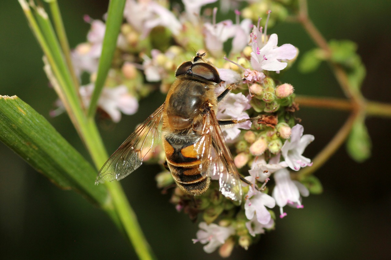 bee flower pollination free photo