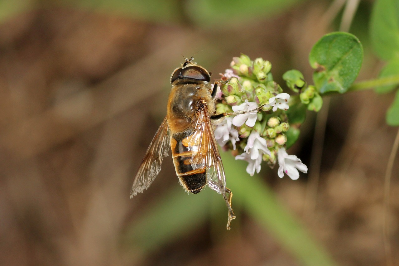 bee flower pollination free photo