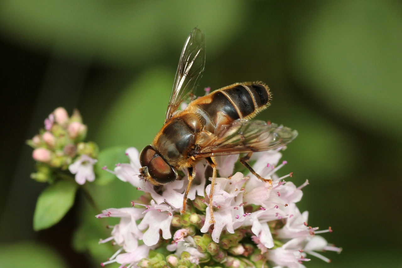 bee flower pollination free photo