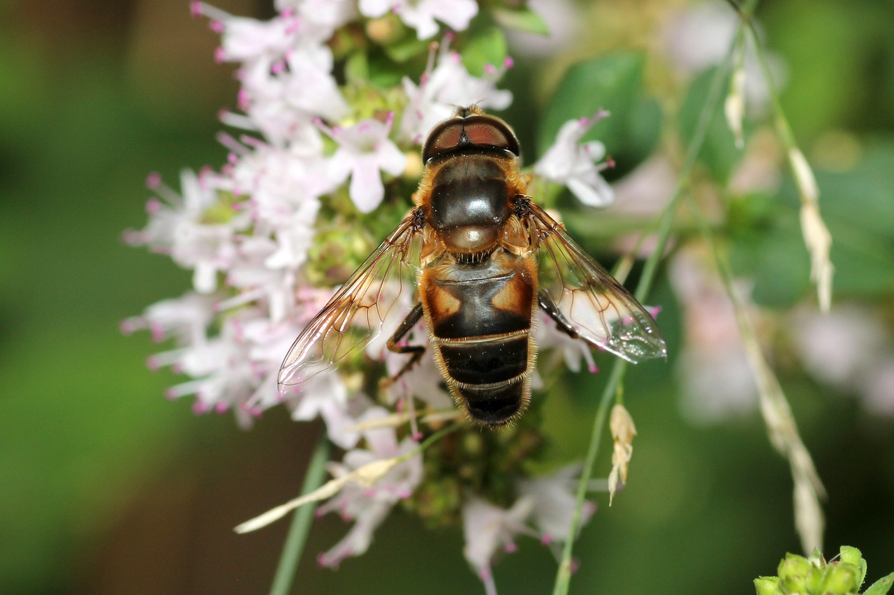 bee flower pollination free photo