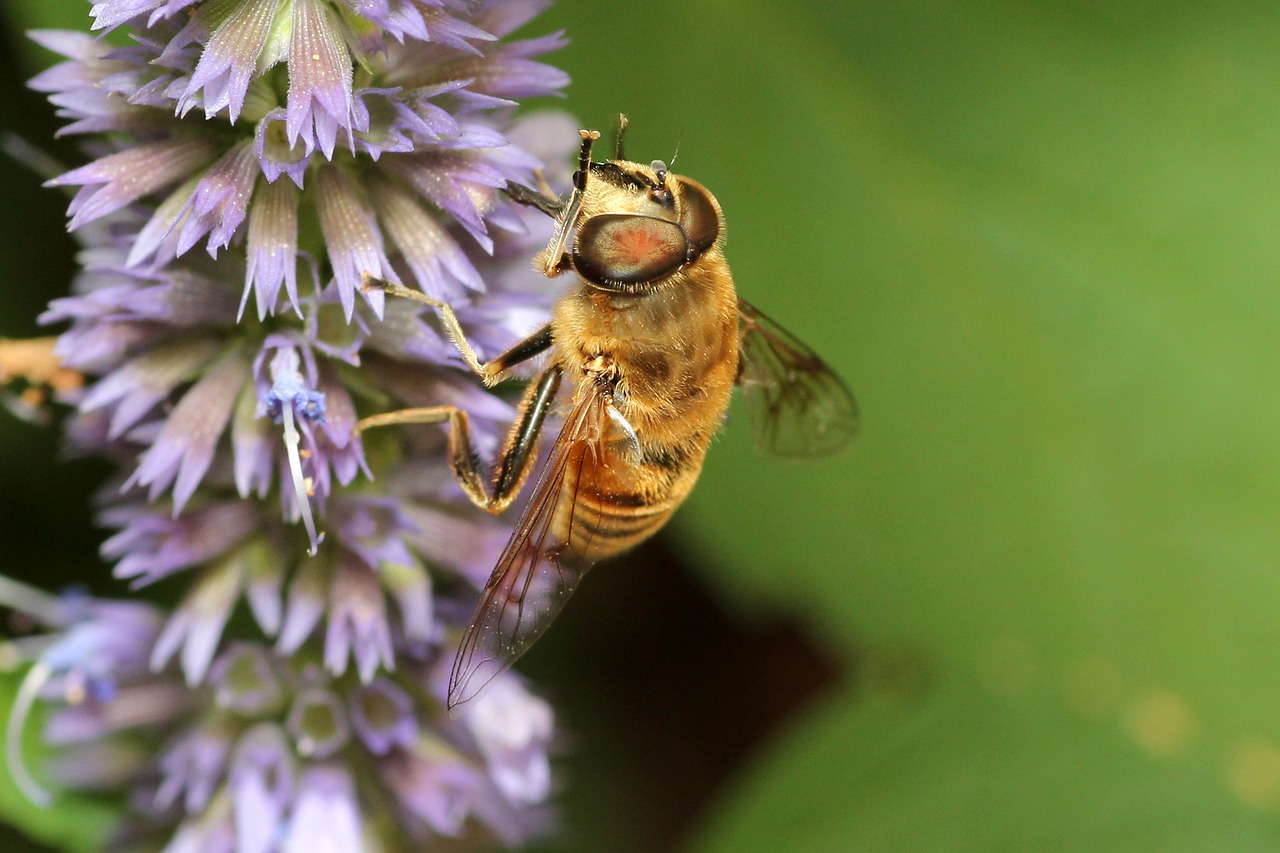 bee flower pollination free photo