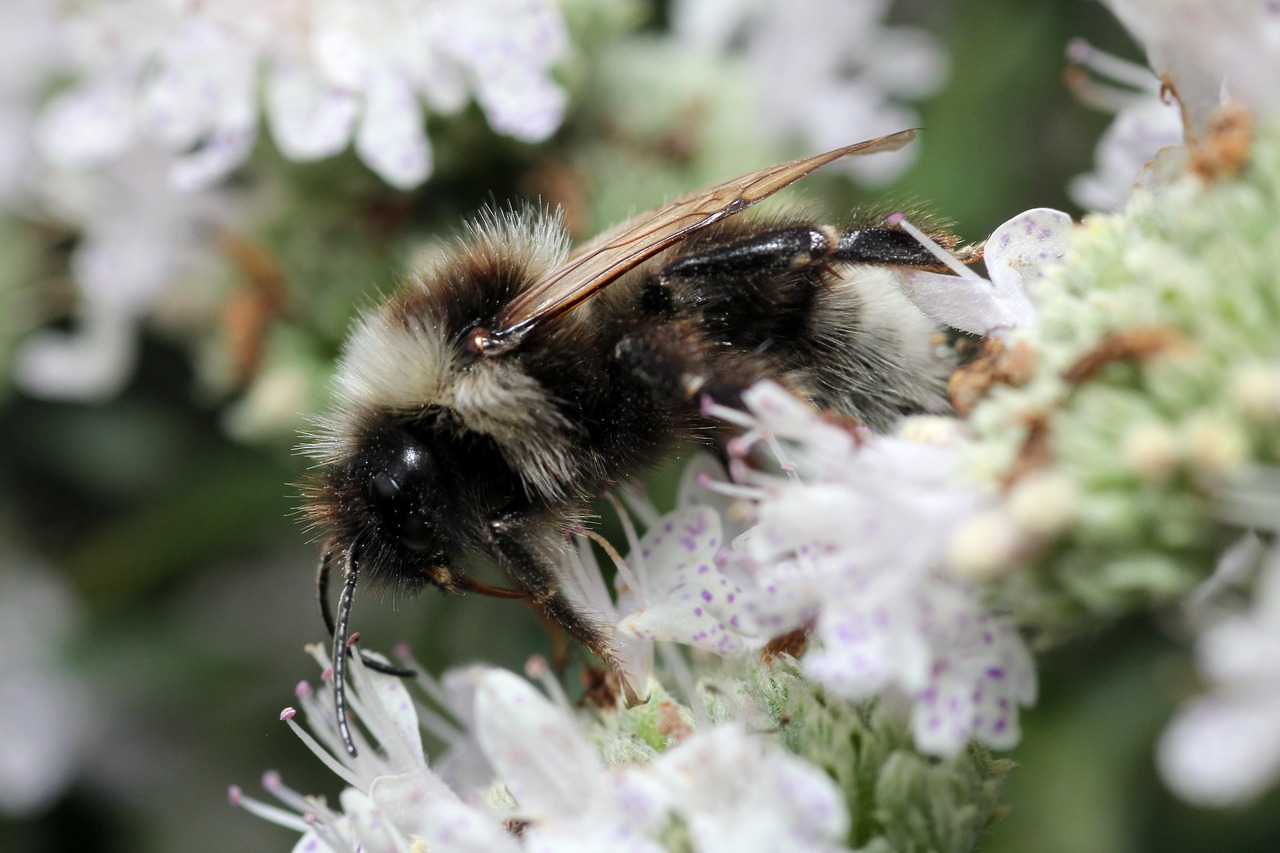 bee white hairy free photo