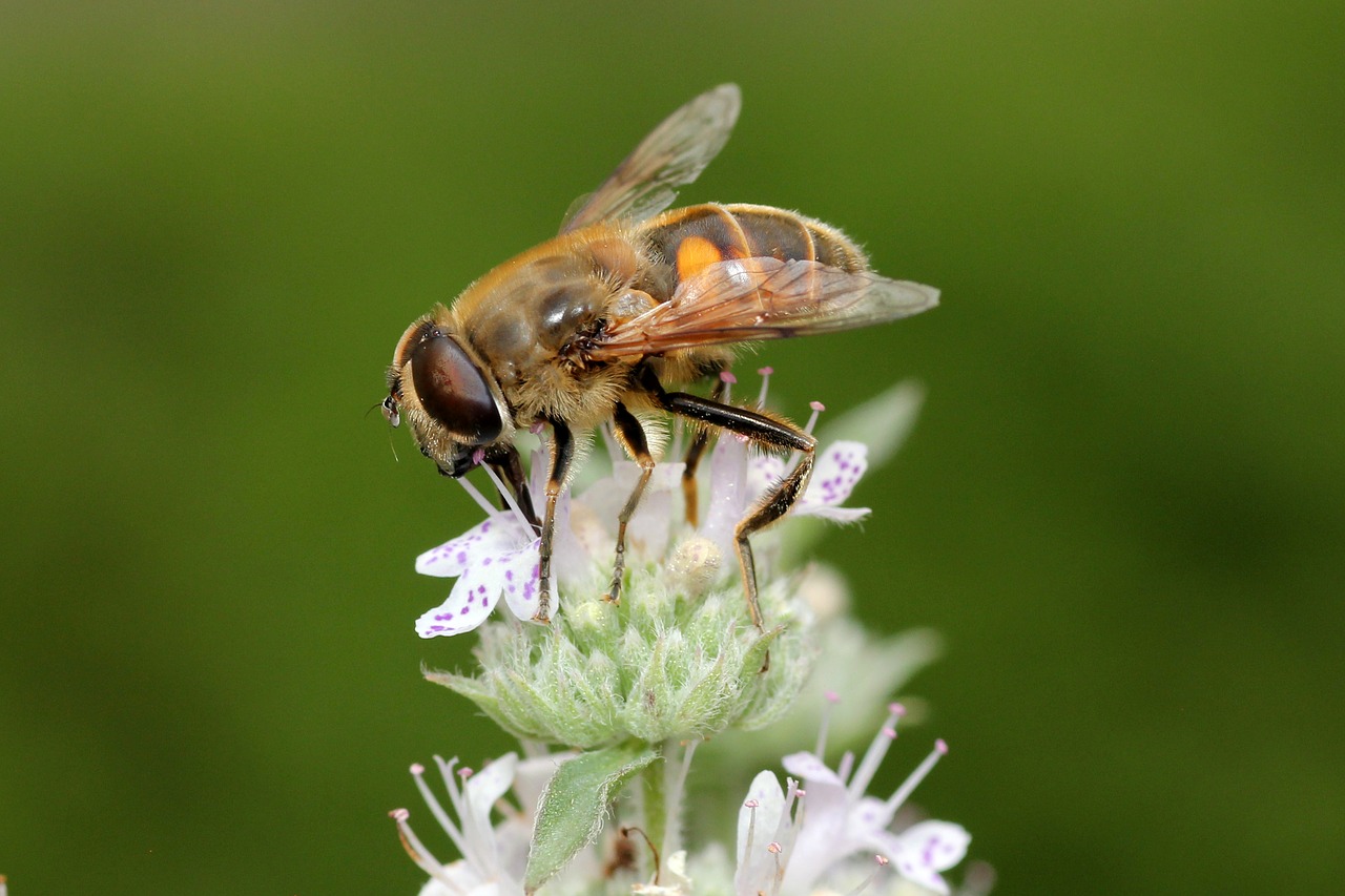 bee yellow hairy free photo