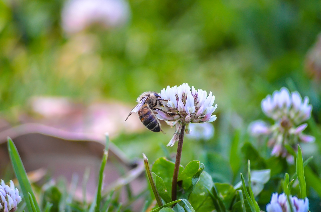 bee flowers nature free photo