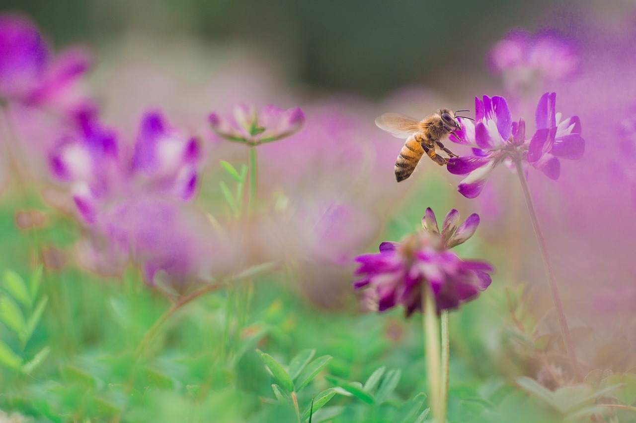 bee flower spring free photo