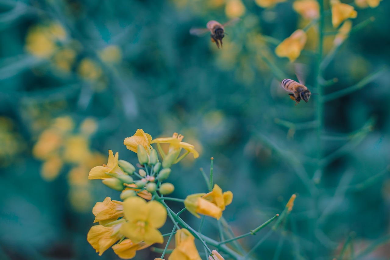 bee flower rape free photo