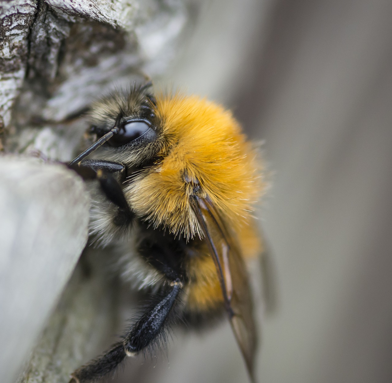 bee insect pollinator free photo