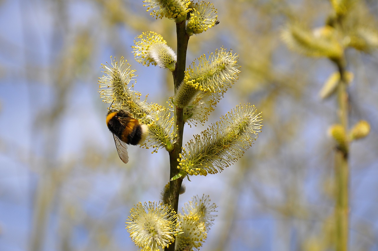 bee hummel nature free photo