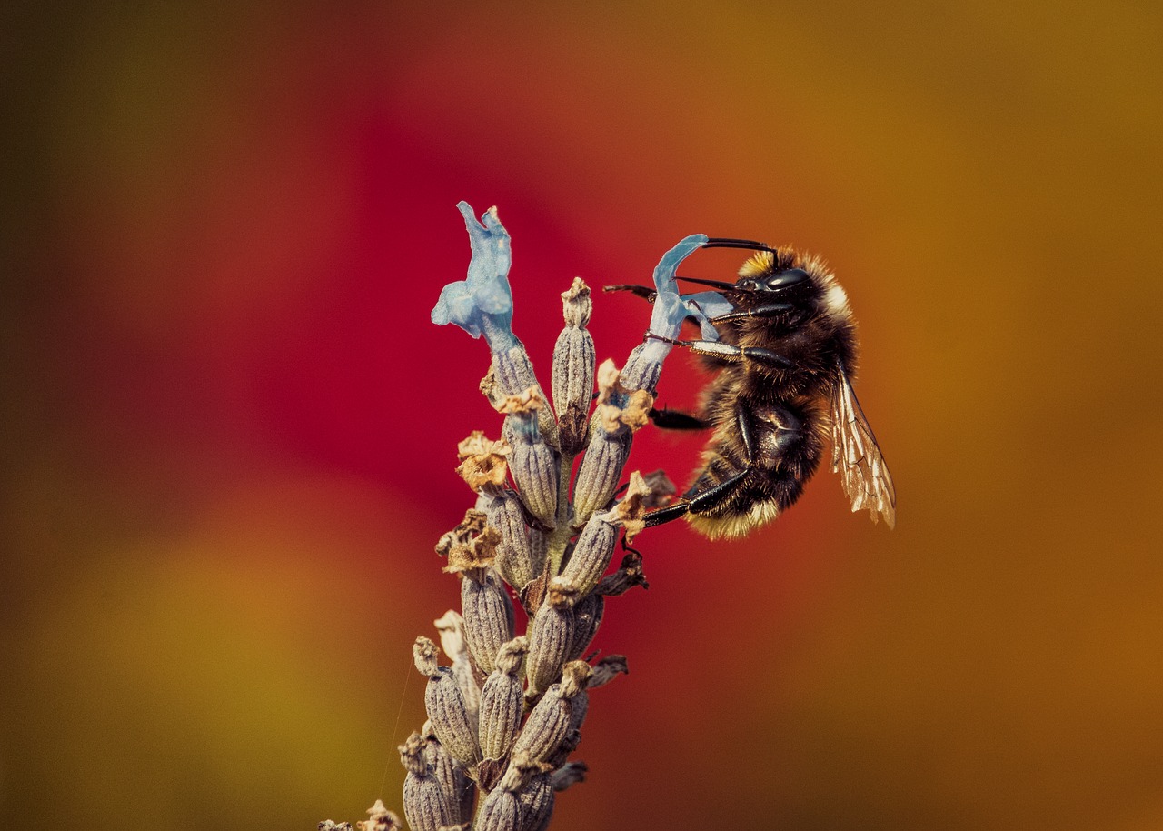 bee rose insect free photo