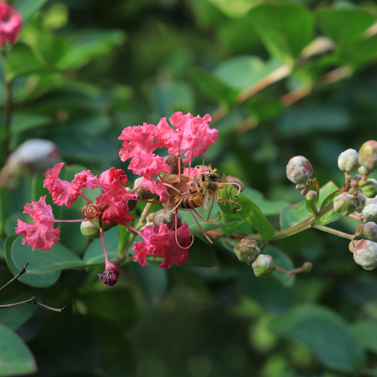 bee flower honey free photo